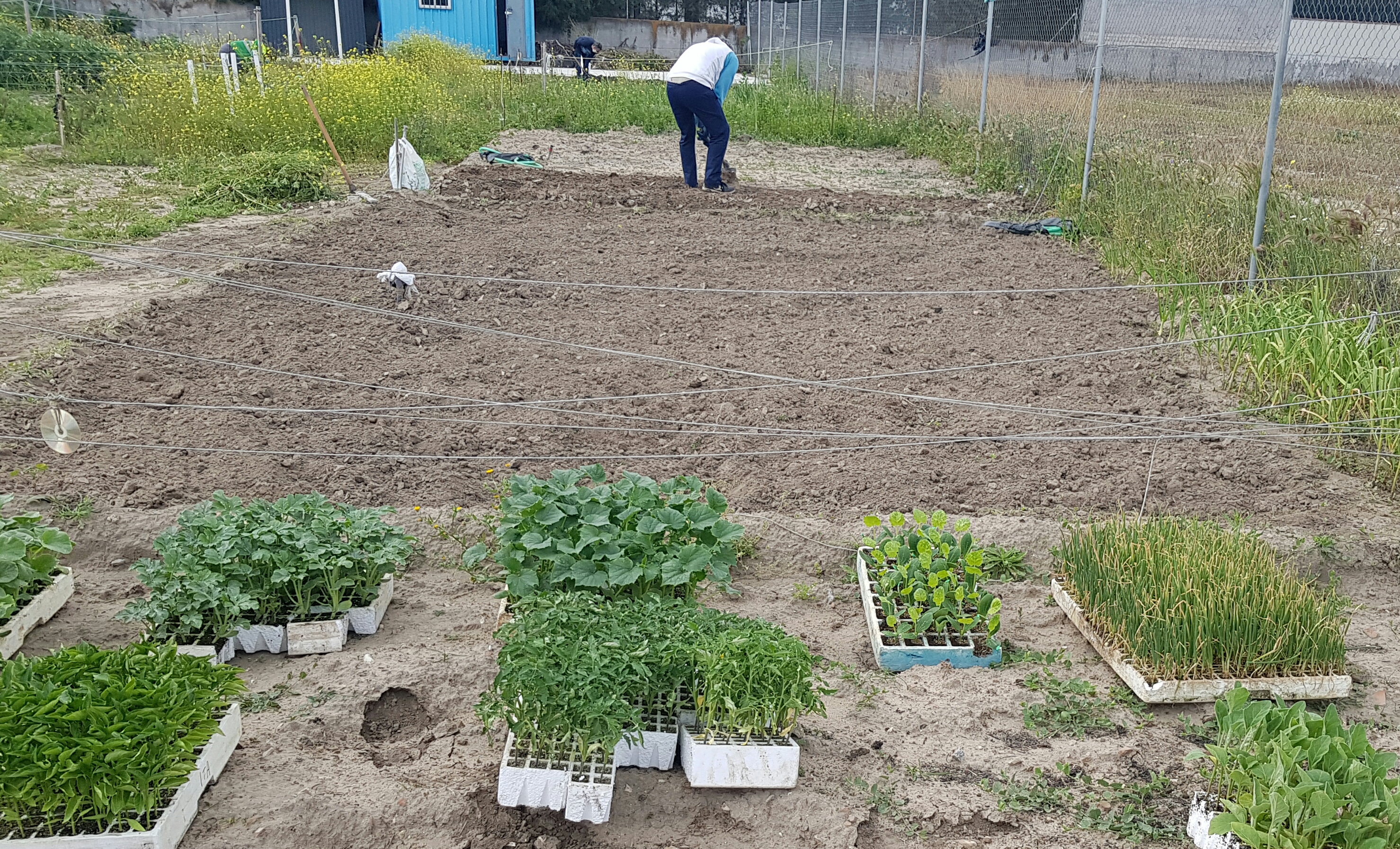 El consistorio torrijeño recoge los productos cultivados en el Huerto Social