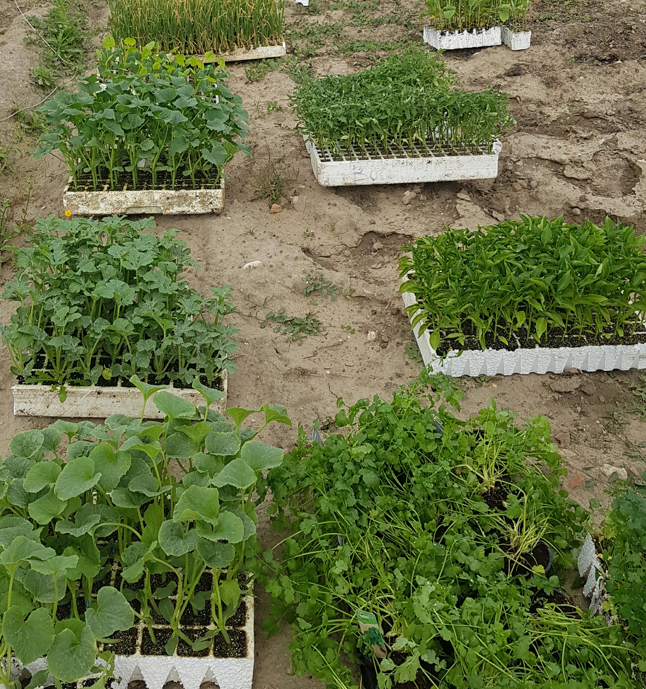 El consistorio torrijeño recoge los productos cultivados en el Huerto Social Editorial