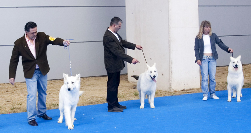 La Exposición Canina vuelve a Talavera con importantes novedades